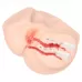 Телесный полуторс с двойным слоем материала и вибрацией Vanilla Onahole Real Vagina телесный 